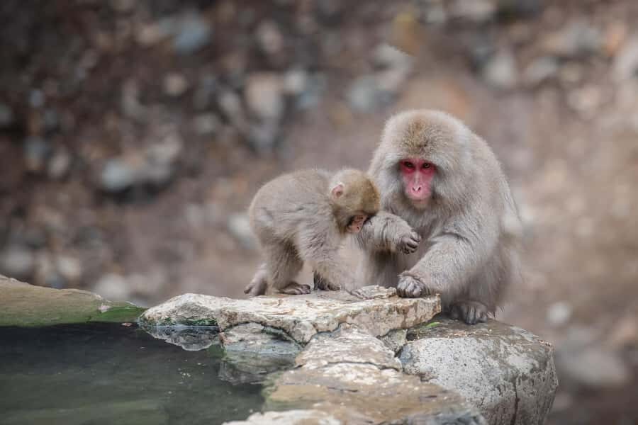 From Tokyo: Snow Monkeys and Zenkoji Temple Day Trip - Takai Shrine: red torii gates under forest shade