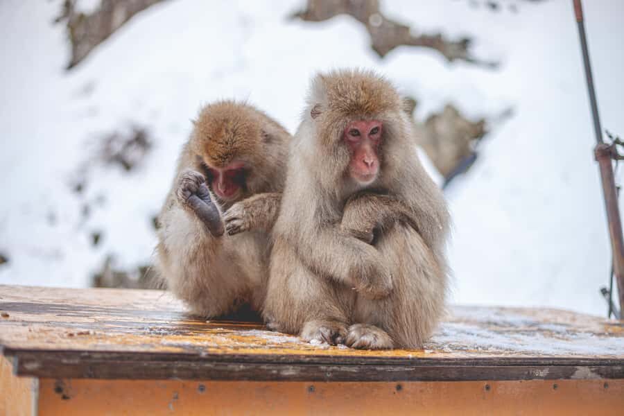 From Tokyo: Snow Monkeys and Zenkoji Temple Day Trip - Is $515 good value for a private Nagano day?