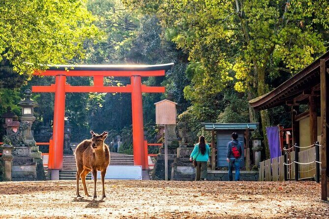 From Tokyo to Kyoto and Nara: A Captivating Full-Day Private Tour - Kinkaku-ji Golden Pavilion in one hour: big impact, tight schedule