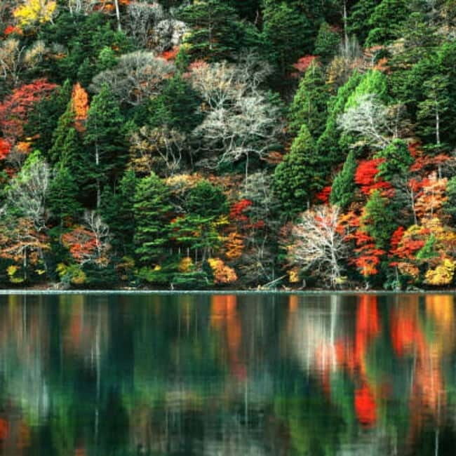 From Tokyo To Nikko Private Day Tour With English Guide - Nikkō National Park: A Full 1-Hour Chunk of Nature Time