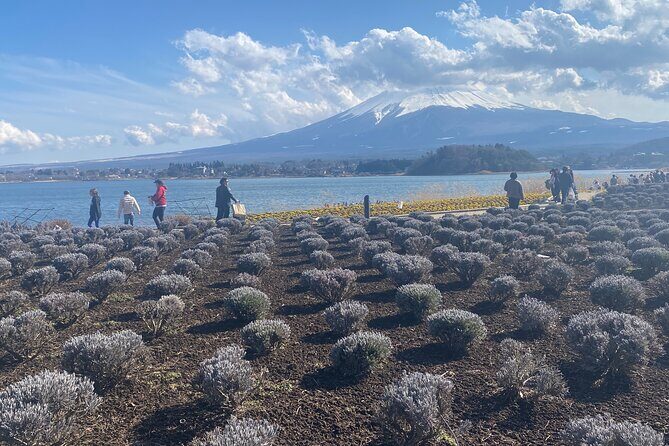 Full Day Private Tour to Mt Fuji by Luxury Vehicle - Mt Fuji without the train math