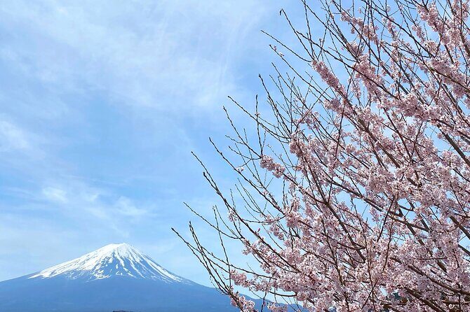 Full Day Private Tour to Mt Fuji by Luxury Vehicle - Kitaguchi Hongu Fuji Sengen Jinja: cedar forest calm and a pilgrimage start point