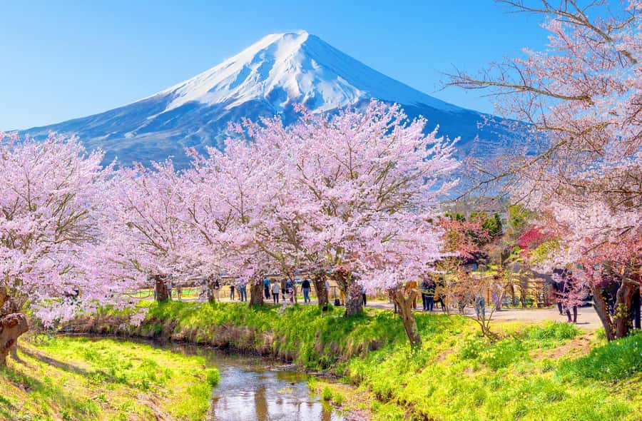 Full-Day Tour to the Picturesque Spots of Mount Fuji - Lake Kawaguchiko and Oishi Park: kochia waves and flower-season scenery