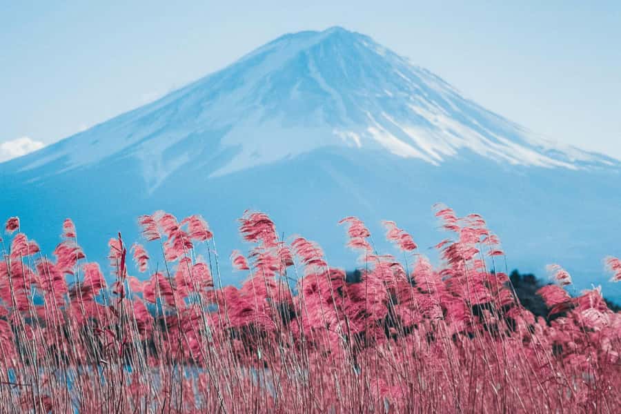 Full-Day Tour to the Picturesque Spots of Mount Fuji - Saiko Iyashi-no-Sato Nenba: thatched roofs and a Fuji frame