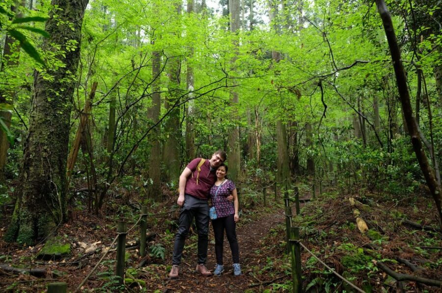 Hakone Hachiri: Old Tokaido Highway Hiking Half-day tour - Old Tokaido in Hakone: why this 210-minute tour works