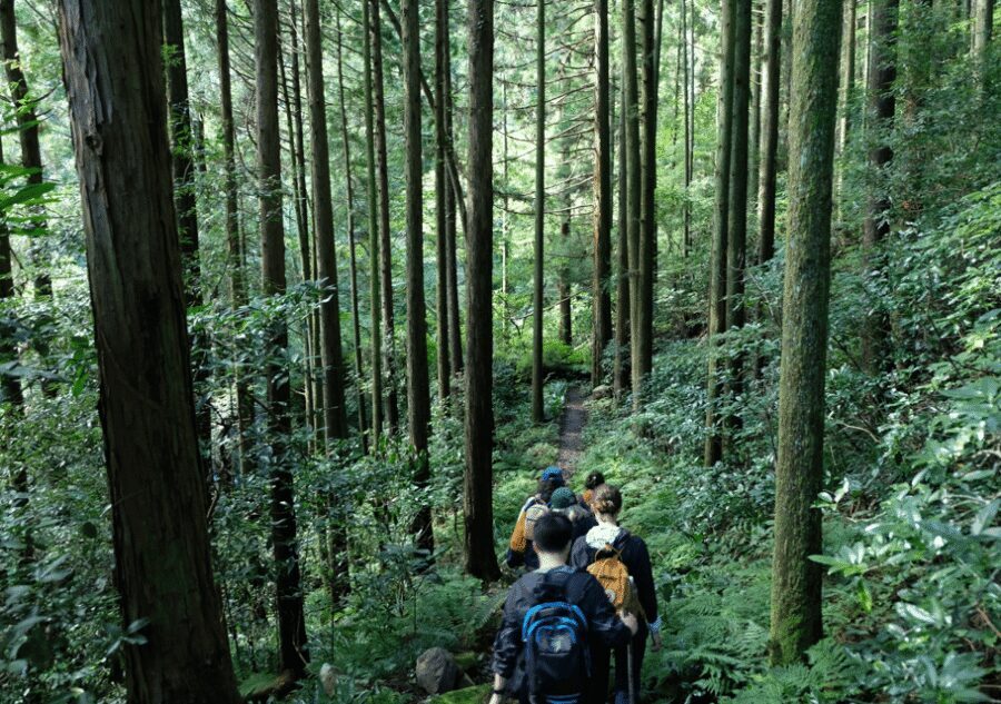 Hakone Hachiri: Old Tokaido Highway Hiking Tour - Lake Ashi and the cedar avenue: postcard views plus a real sense of place