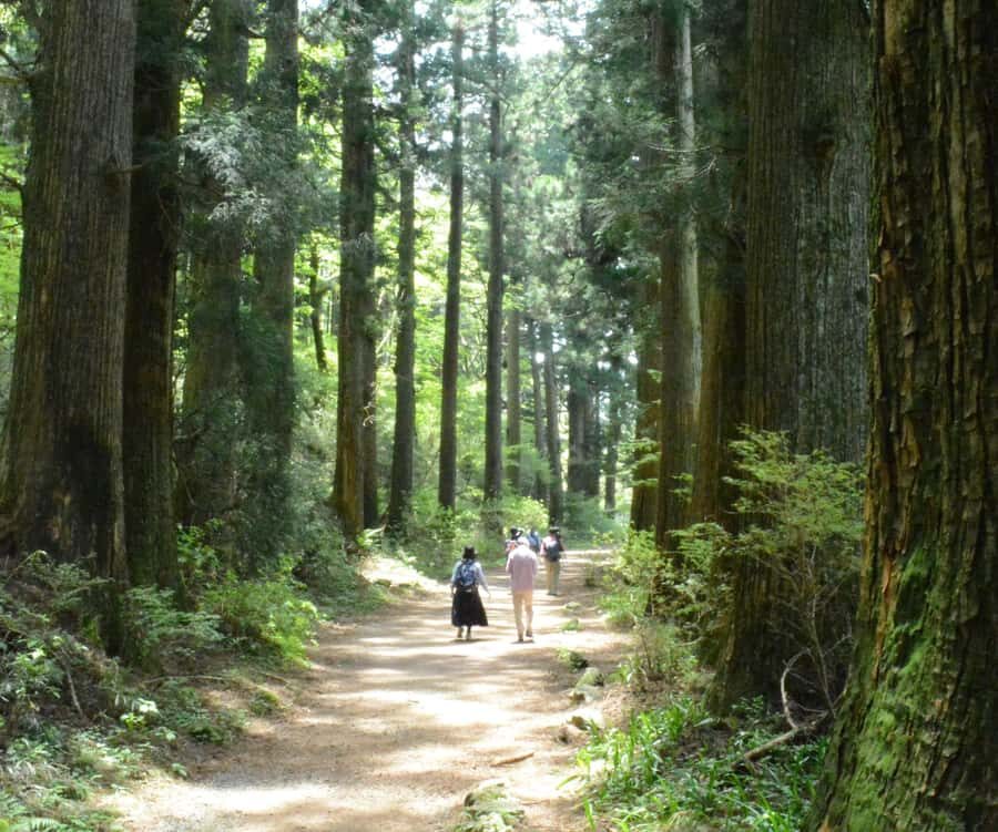 Hike Hakone Hachiri Japan Heritage Area - Cedar Avenue: 400-year-old trees and a long, satisfying stretch