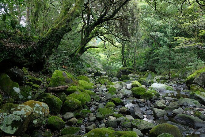 Hike Japan Heritage Hakone Hachiri (Half Day) - The route feel: cobbles, forests, and staying on the old road