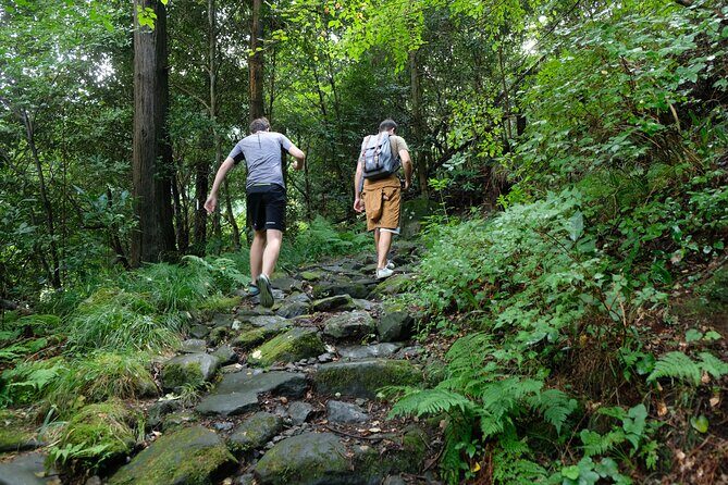 Hike Japan Heritage Hakone Hachiri with certified mountain guide - Stop 3: The Cedar Trees of the Hakone Old Road and the checkpoint moment