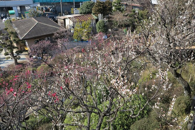 Historic Temple・traditional Japanese garden＆ Eating around at a shopping strip - Stop 2: Ikegami Baien Stroll Garden and Its 370 Apricot Trees