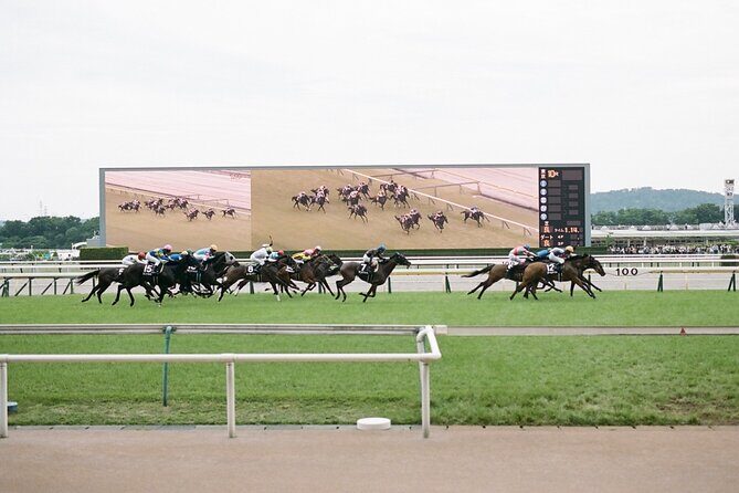 Horse Racing Tour with Local Fans in Tokyo Racecourse - Getting Up to Speed: How the Betting Works in Plain Language