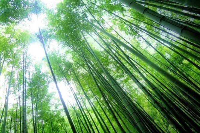 Kamakura Bamboo Forest and Great Buddha Private Tour - The real value of a private guide (and why it can vary)