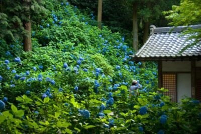 Kamakura: Great Buddha, Hase Temple, & Komachi Street Tour - The Tokyo pickup and the train rhythm (JR + Enoden)