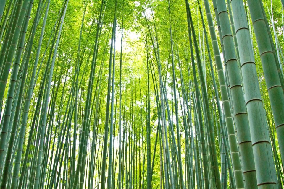 Kamakura: Great Buddha, Hase Temple, & Komachi Street Tour - Tsurugaoka Hachimangu and Komachi Dori: shrine calm meets shopping energy