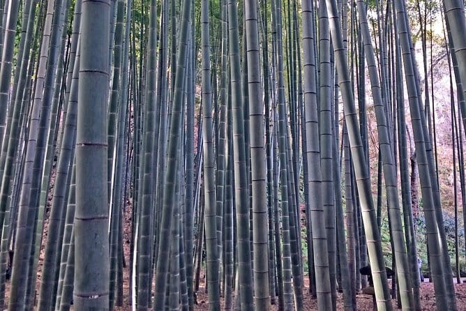 Kamakura Walking Tour with Local Guide Including Hokokuji Temple - Hokoku-ji Bamboo Grove: a Zen-style reset you can actually feel