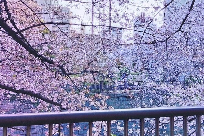 Licensed Guide Tokyo Meguro Cherry Blossom Walking Tour - Why this Meguro cherry blossom walk beats DIY