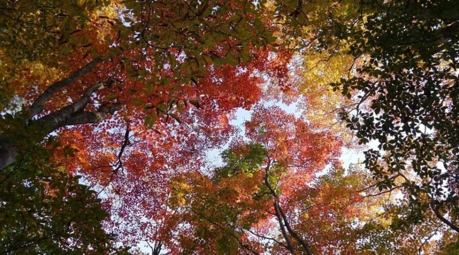 Luxury Nikko Gateway;Private Guided tour - Rinnoji Temple: shorter stop, calmer feel