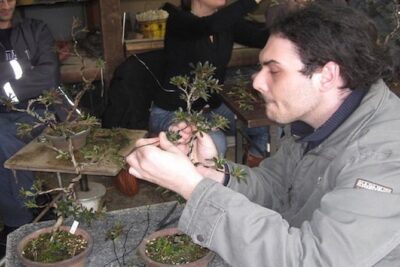 Make Your Own Bonsai with a Professional Bonsai Artist in Tokyo - Getting instruction with a translator (and why it matters)