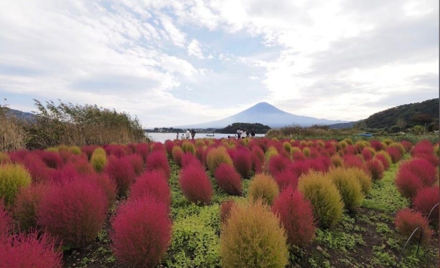 Mount Fuji Customize Private Tour with English Driver - Oshino Hakkai and Its Eight Ponds: Calm Fuji Country Time