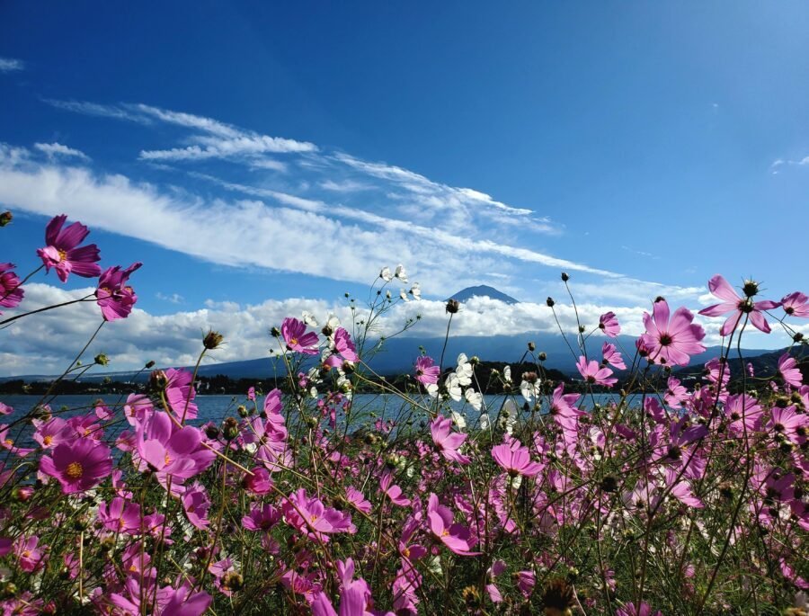 Mount Fuji & Hakone Private Tour with Bullet Train Return - Hakone Ropeway and Lake Yamanaka: Views You Can’t Fake
