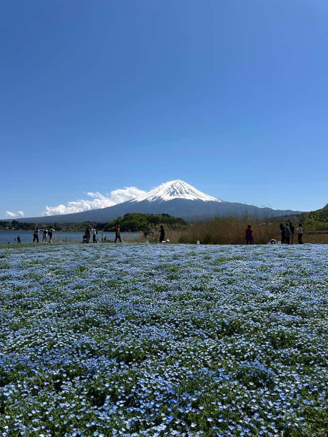 Mount Fuji One Day Private Tour With English Speaking Driver - Honcho Fuji Street: a quirky photo stop where Fuji rises over town