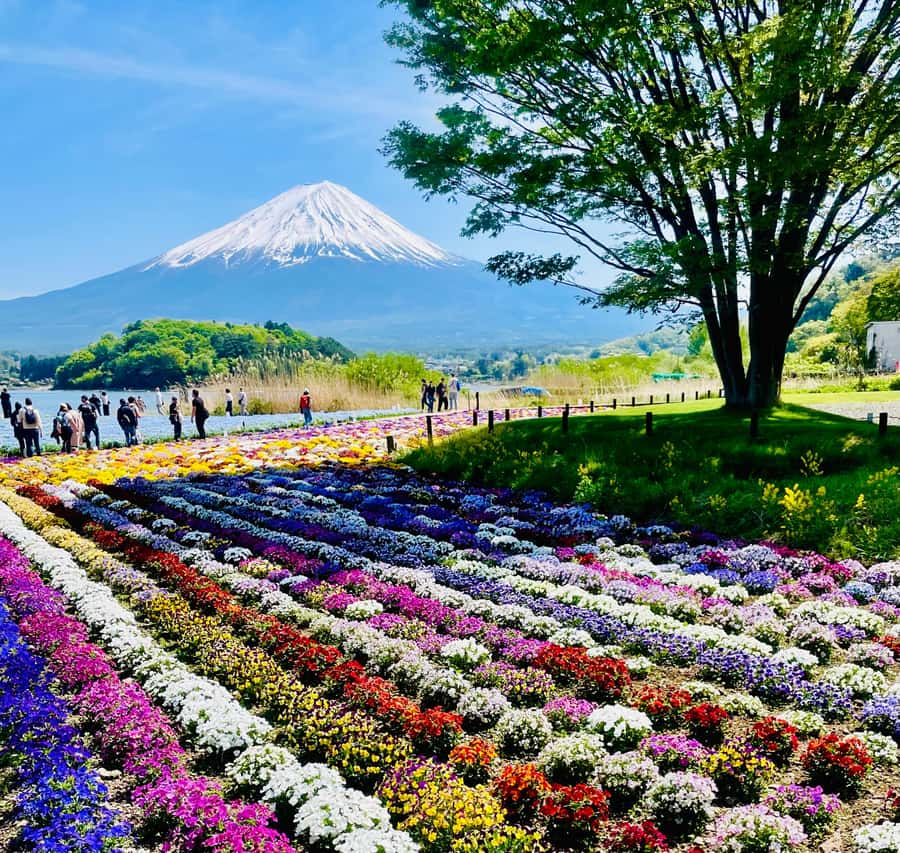 Mount Fuji One Day Private Tour With English Speaking Driver - Choosing the right order: weather, timing, and the 5th Station feel