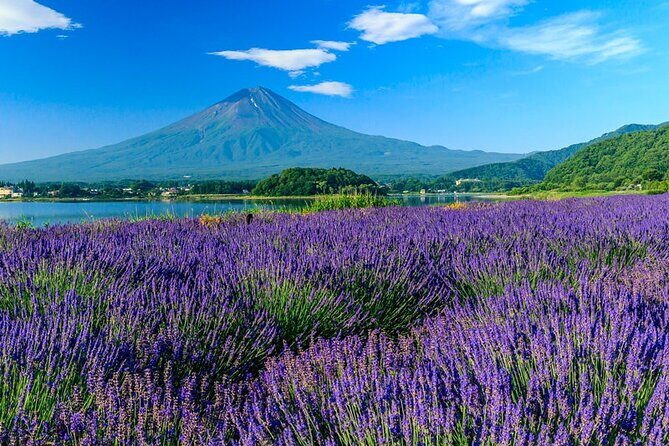 Mt. Fuji Area Tour Tokyo DEP: English Speaking Driver, No Guide - Oshino Hakkai: Eight Ponds, One Simple Story