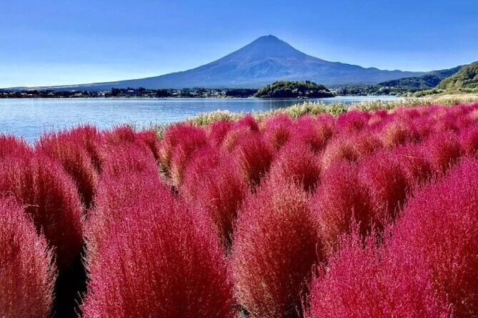 Mt. Fuji Panoramic Ropeway, 5th Station, And Oshino Hakkai Tour - Oishi Park Flower Garden: Short Stop, Real Scenic Payoff