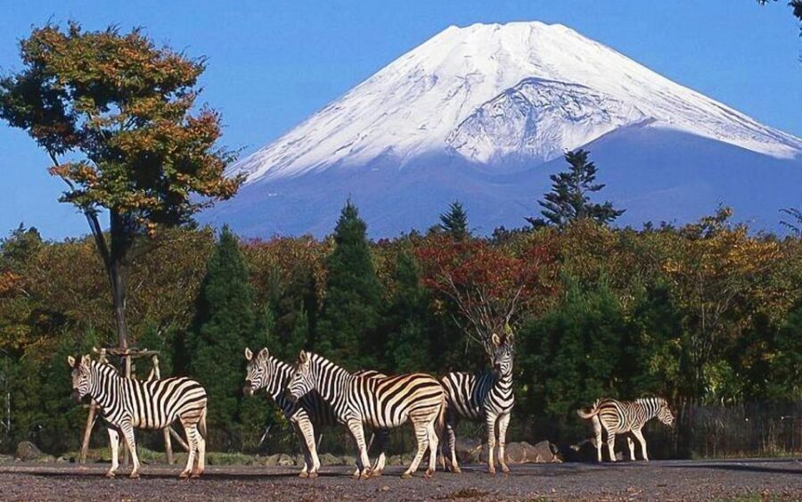 Mt Fuji : Private 10-Hour Luxury Tour by Exclusive Car - A private Mt. Fuji day beats the usual scramble
