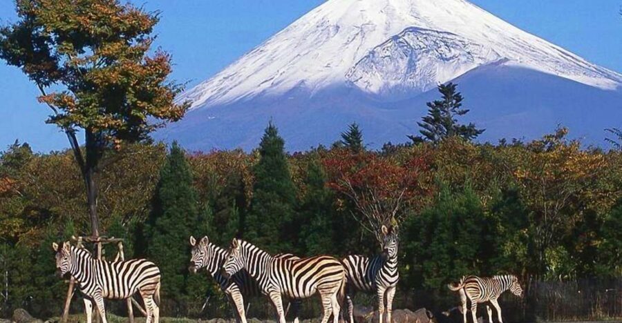 Mt Fuji : Private 10-Hour Luxury Tour by Exclusive Car - The Toyota Alphard setup: comfort you feel after Tokyo