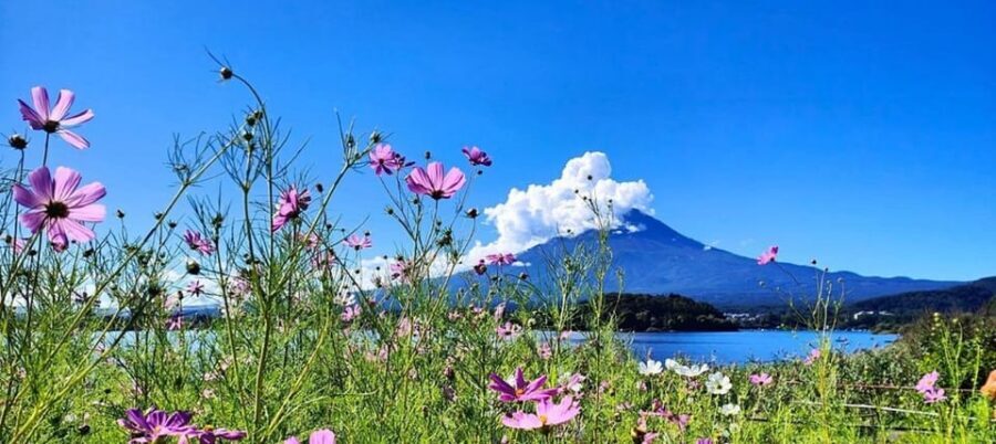 Mt. Fuji Private Tour With Hotel Pick Up From Tokyo - Subaru Line Fifth Station (about 2,300 m): the view that changes your altitude