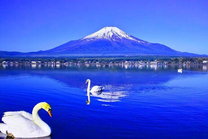 Mt. Fuji to Lake Kawaguchi, Lake Yamanaka and Onsen Day Tour - Shibazakura and the Momiji Maple Corridor: seasonal stops with changing dates