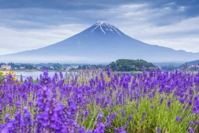 Mt Fuji Top 5 Spots Day Tour: Arakurayama Park,Oshino Hakkai - Arakura Shrine and Chureito Pagoda: Classic Angles With Short Walks