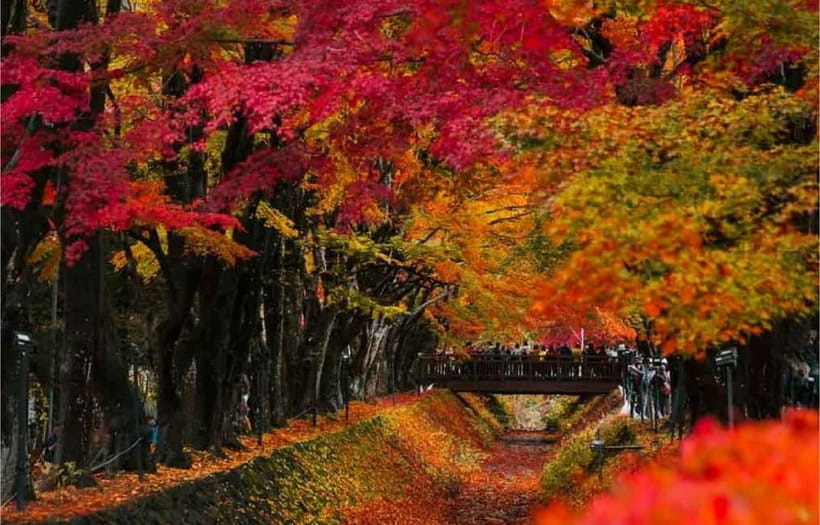 Mt Fuji Top 5 Spots Day Tour: Arakurayama Park,Oshino Hakkai - Lawson Kawaguchiko Photo Stop: Iconic Fuji and Crossing-Safety Reality