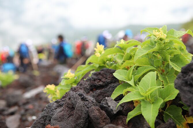 Mt.Fuji Trekking 1 Day Tour up to the summit - Value Check: $2,939.43 Per Group, Plus the ¥4,000 Entrance Fee