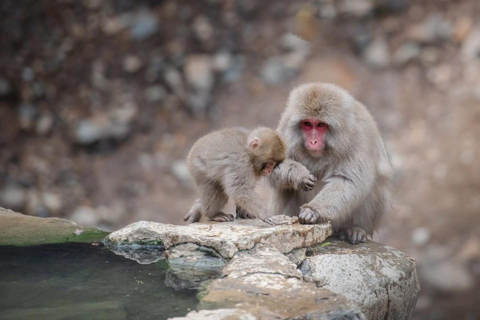 Nagano: Snow Monkeys, Zenkoji Temple & Sake Day Trip - Why Nagano Feels Like a Different World in Winter