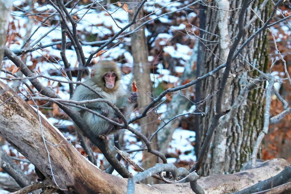 Nagano: Snow Monkeys, Zenkoji Temple & Sake Day Trip - Jigokudani Monkey Park: Snow Monkeys and Their Hot-Spring Habit