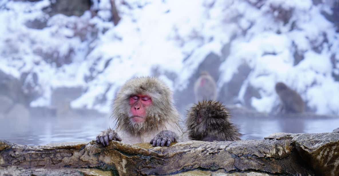 Nagano: Snow Monkeys, Zenkoji Temple & Sake Day Trip - Price and Value: What $525 per Group Really Buys