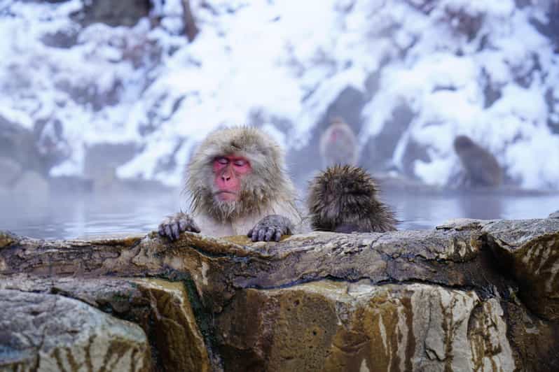 Nagano: Snow Monkeys, Zenkoji Temple & Sake Day Trip - Private Car Logistics From Tokyo (and From Nagano)