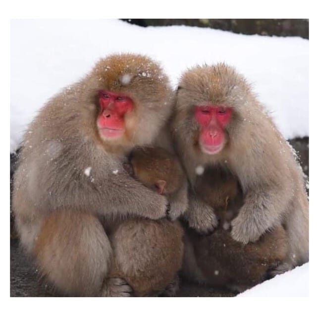 Nagano/Tokyo: Snow Monkey Private Day Tour At Lowest Rate - Obuse: Hokusai museum time and the sweet side of Nagano