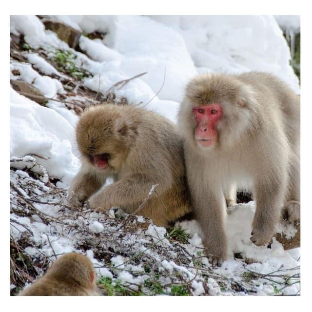 Nagano/Tokyo: Snow Monkey Private Day Tour At Lowest Rate - Price and logistics: what $399 buys your group