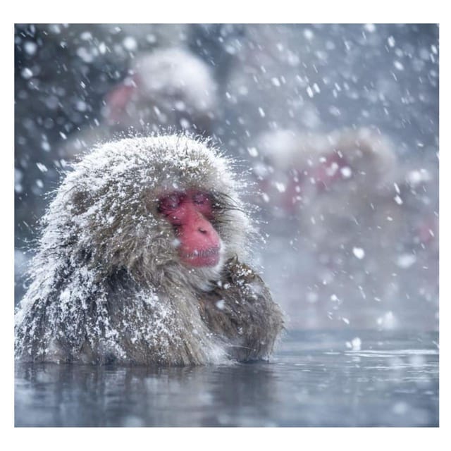 Nagano Tokyo: Snow Monkey Private Day Tour Hotel Pick & Drop - Matsushiro Castle Ruins: samurai leftovers in calm park-like grounds