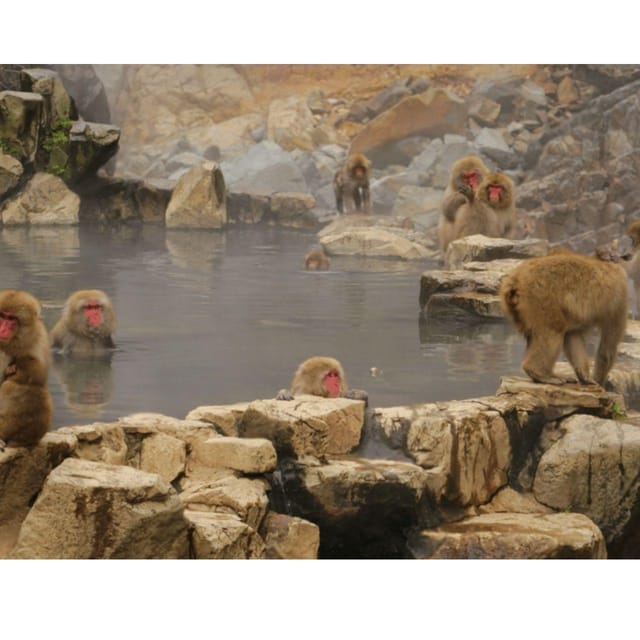 Nagano Tokyo: Snow Monkey Private Day Tour Hotel Pick & Drop - A private Nagano day that hits monkeys, temples, and onsen time