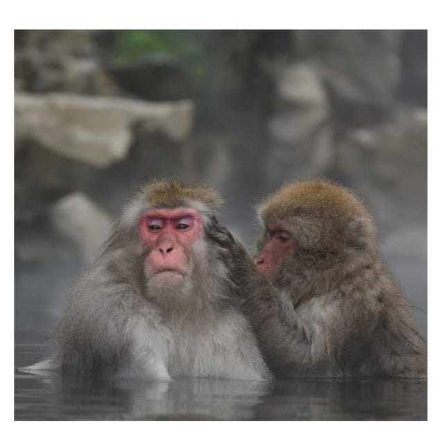 Nagano Tokyo: Snow Monkey Private Day Tour Hotel Pick & Drop - The day’s middle switch: Nagano-area photo moments and quiet pauses