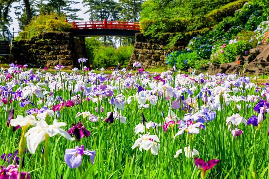 Odawara: Guided Ninja & Samurai Tour of Odawara Castle - The Castle Park walk: where the stories start making sense