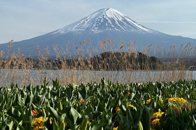 One day mountain Fuji & Hakone tour with English hindi bilingual - Oshino Hakkai: eight spring ponds with koi and snack energy
