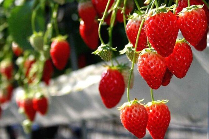 One Day Tour to Oishi Park and Fruit Picking in Mt. Fuji Tokyo - From Shinjuku to the Fuji Subaru Line: timing and group rhythm