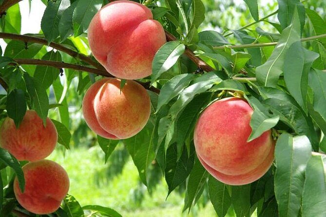 One Day Tour to Oishi Park and Fruit Picking in Mt. Fuji Tokyo - Price and value: what $125.39 actually buys you