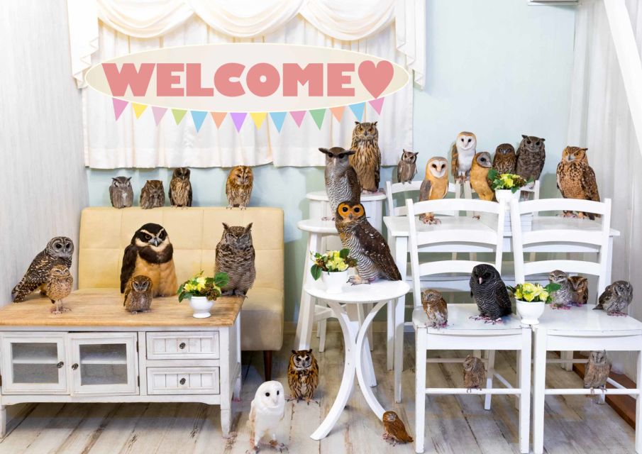 Owl Cafe Tokyo Akiba Fukurou - Key Points Before You Go