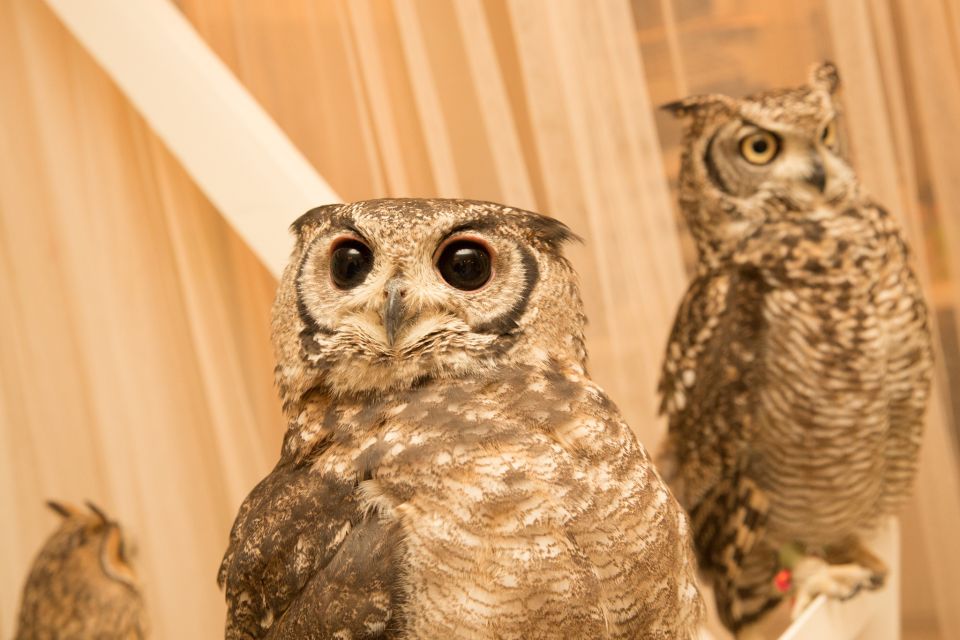 Owl Cafe Tokyo Akiba Fukurou - Price and Value: Is $35 Worth 50 Minutes With Real Owls?